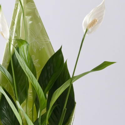 Calla Lily – buy online or call 01473 354 001