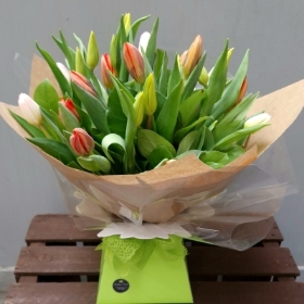 Mixed Tulips