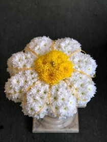 Daisy Tribute