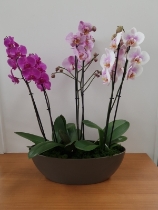 Orchid Planter