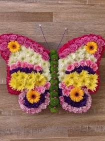 Rainbow  Butterfly