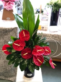 Red Anthurium Arrangement